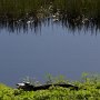 <p align=left>La faune ailée est facile à observer, mais l'alligator, lui, ne sort souvent des marécages pour se faire dorer au soleil